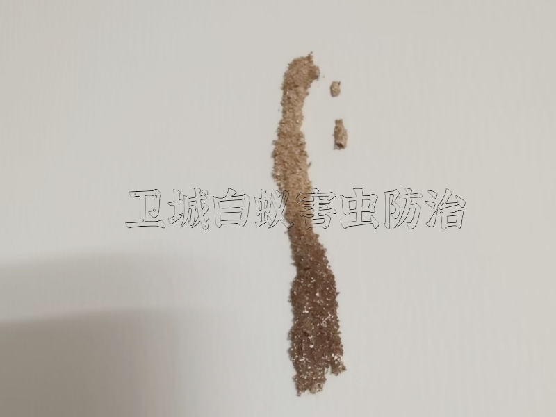 惠阳白蚁防治,新圩灭白蚁公司,淡水防白蚁
