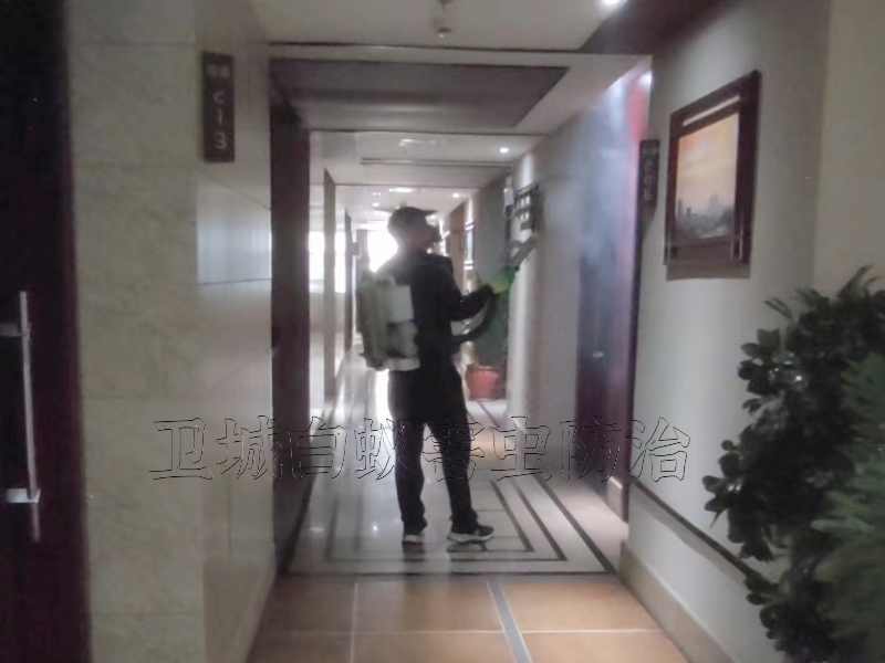 桥头杀虫公司,桥头治白蚁,桥头工厂杀虫灭鼠